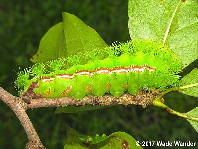 Io Moth