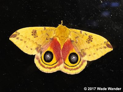 Io Moth
