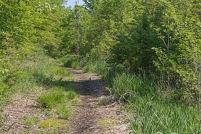 Glenhurst Preserve trail