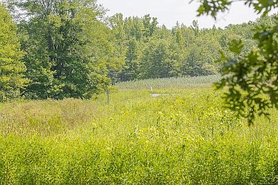 Great Swamp Meadow