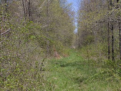 Great Swamp orange trail