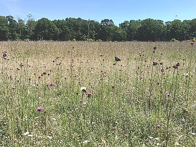 Lenape Field of Flowers
