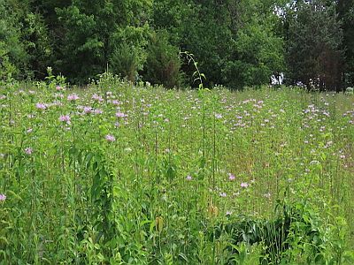 Field With Wild Bergamot